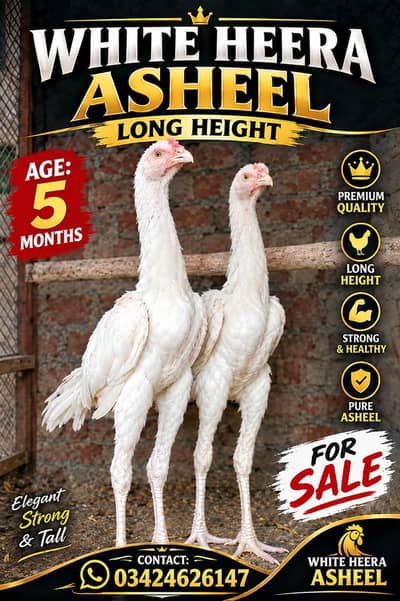 White Heera Asheel Long Height Healthy and Active WhatApp 03424626147