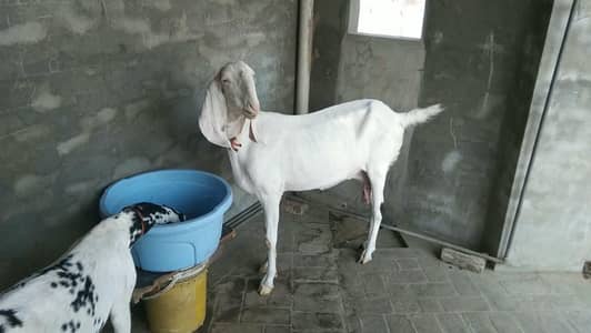 Rajan Puri bkri 6 dant my ha 2 montas ki pragnat ha