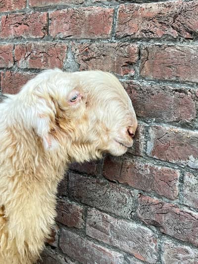 Mundri breed female for sale exchang b ho sakti hay male ya bchy  sa
