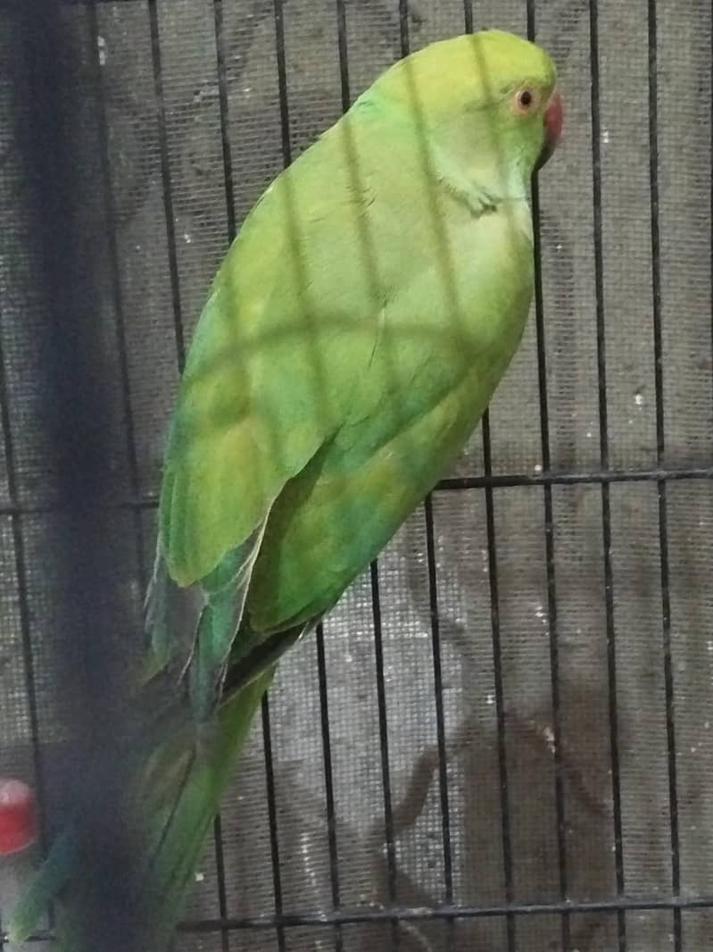 kathi toti 2