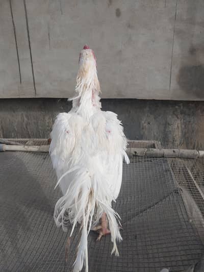 pure white aseel breeder murga for sale with white nok. nalli