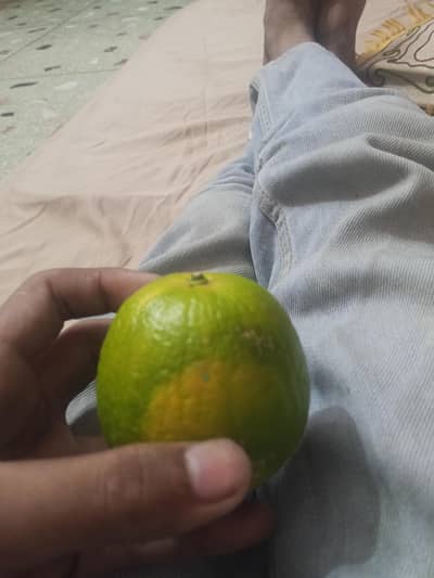 mosambi