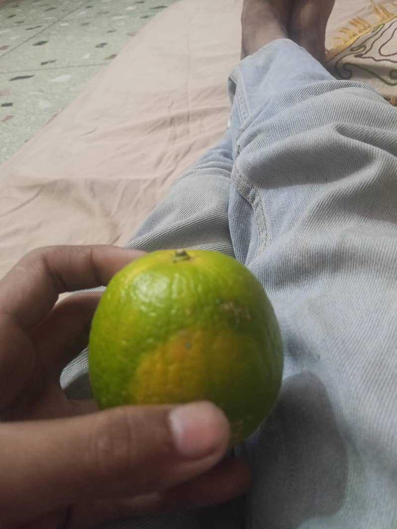 mosambi 0