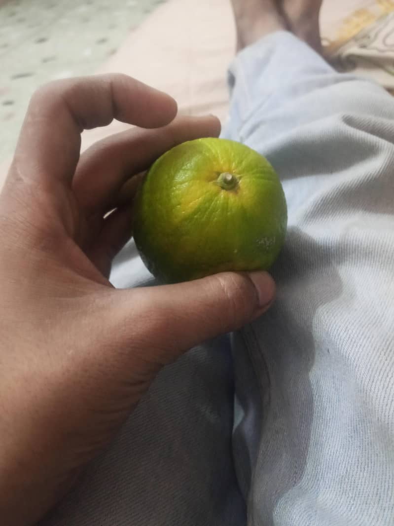 mosambi 1