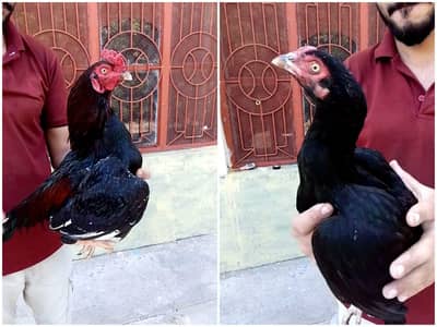 high quality aseel 03299954508 is hi number or Tanya kre