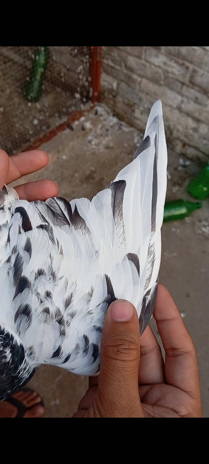 Breedar Birds 1