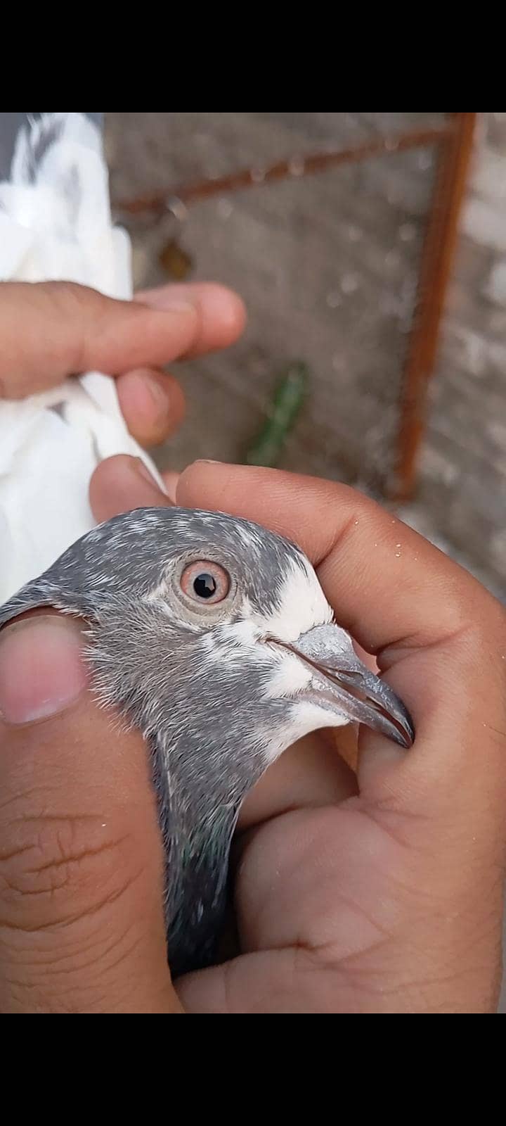 Breedar Birds 2