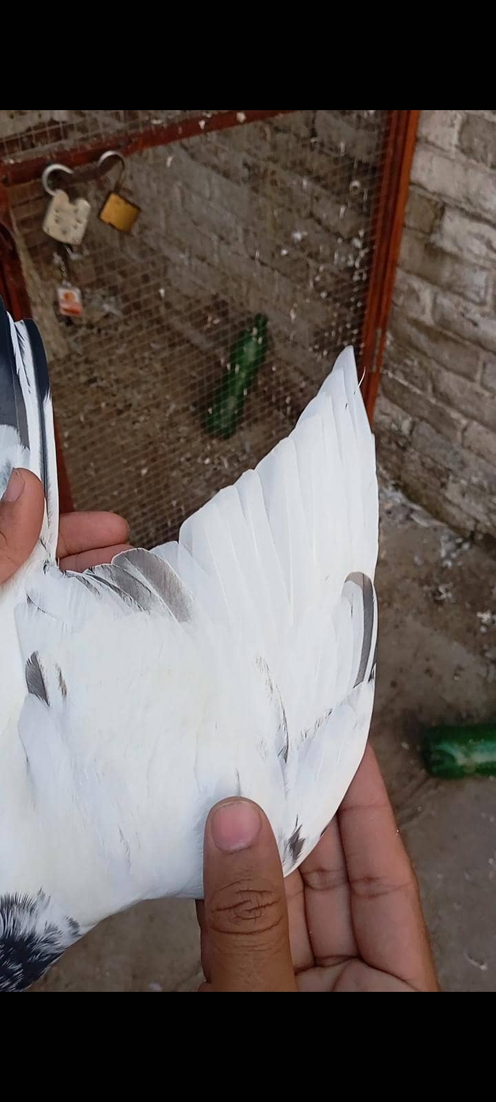 Breedar Birds 3