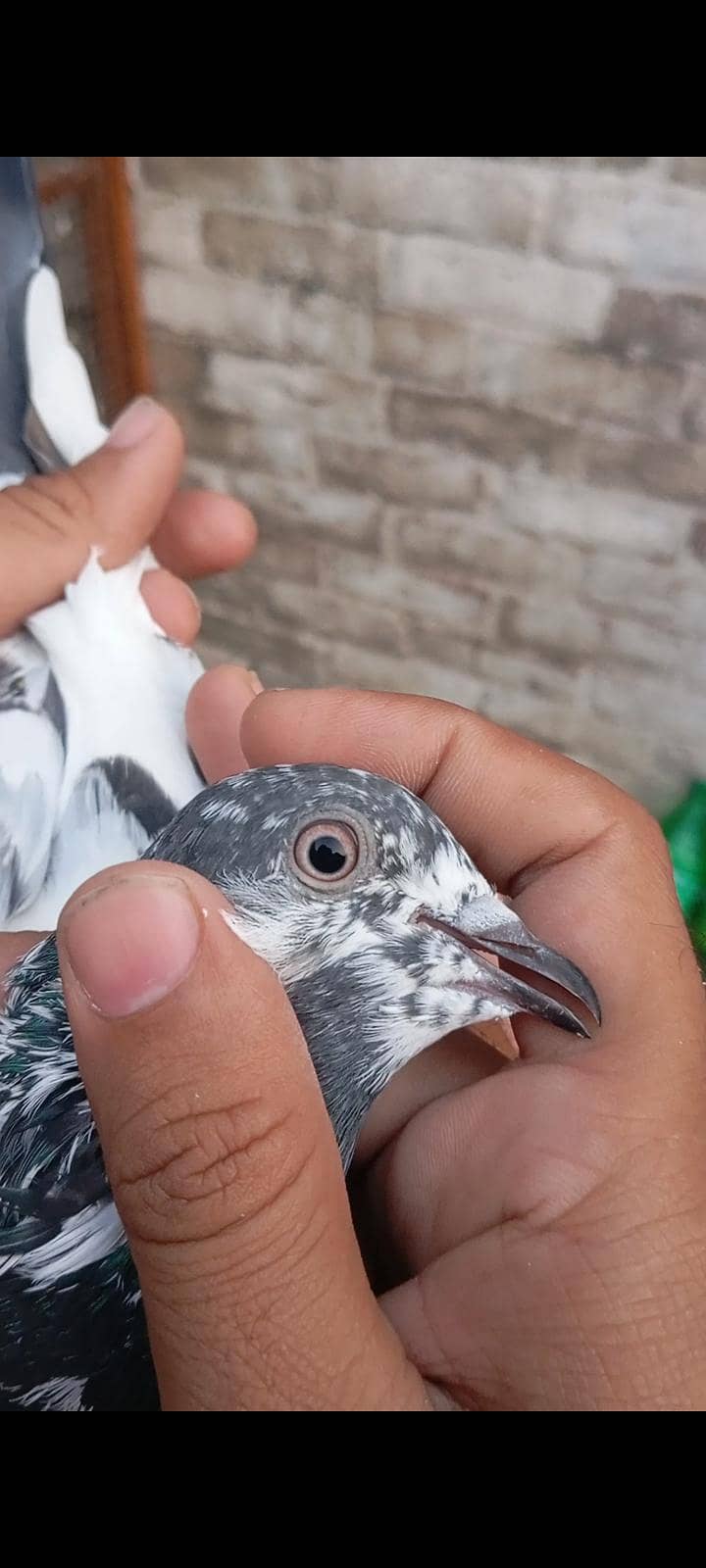 Breedar Birds 4