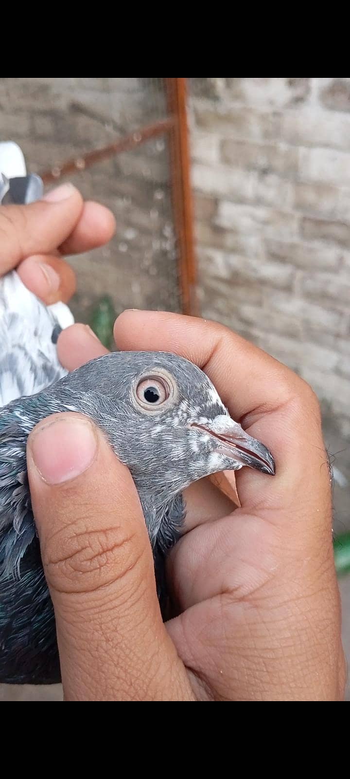 Breedar Birds 6