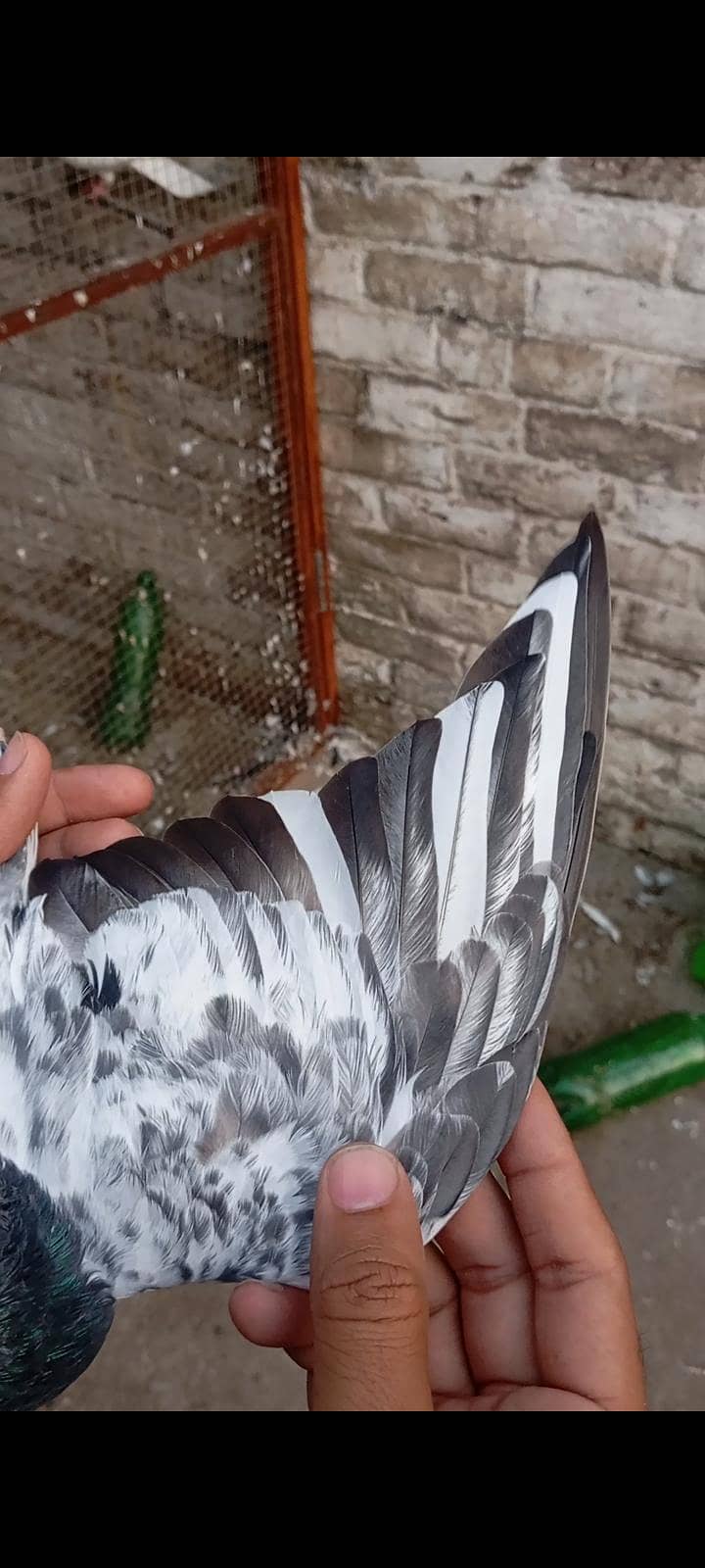 Breedar Birds 7