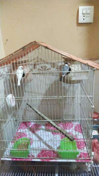 Medium Size Cage with jawa pair