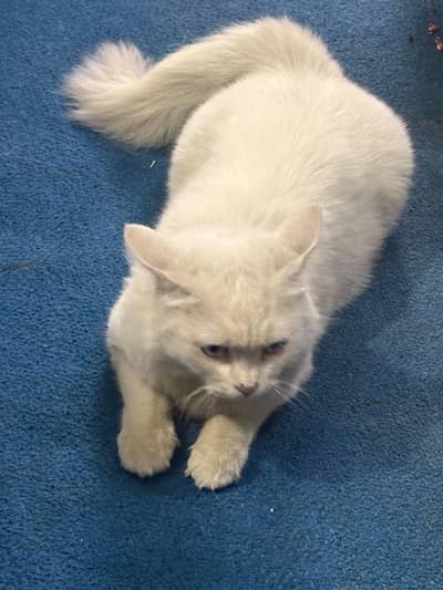 Persian cat color white blue eyes