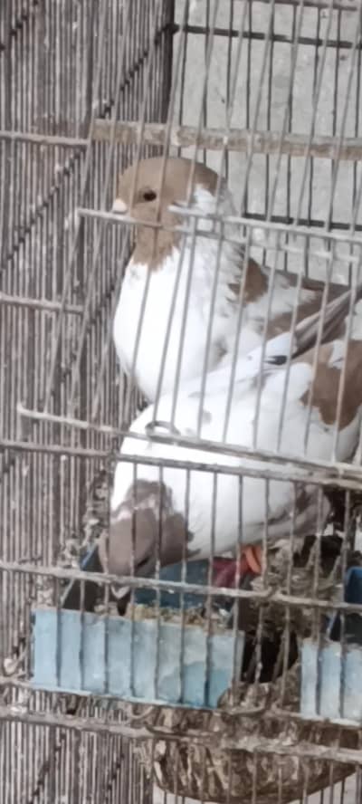 lovely pair