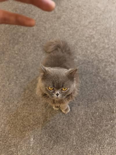 Persian Male Cat Available for Stud Service – Sheikhupura