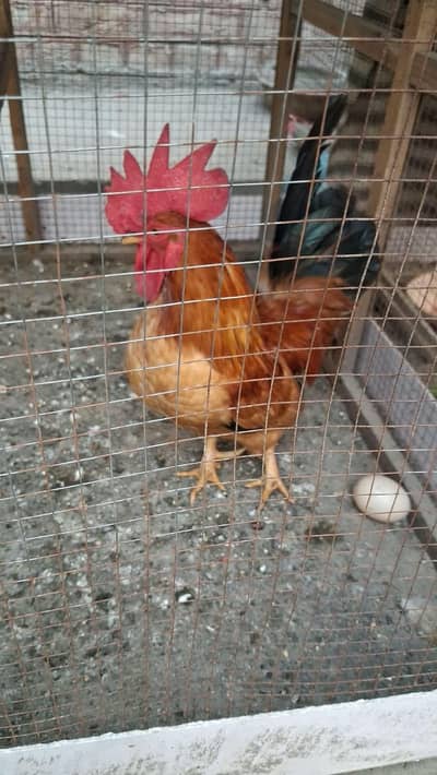 Buff black tail, Indian jubilee game breed