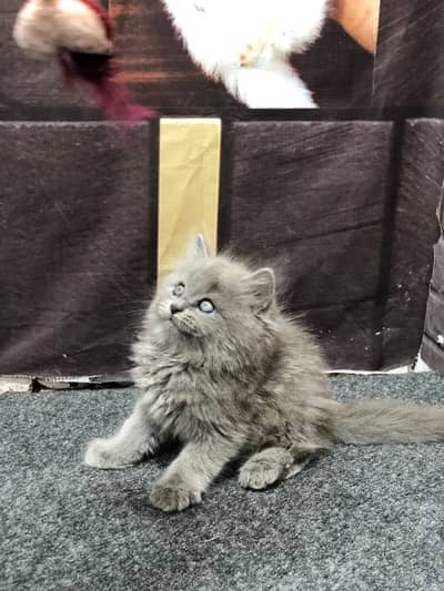 Healthy Persian Cat for Sale