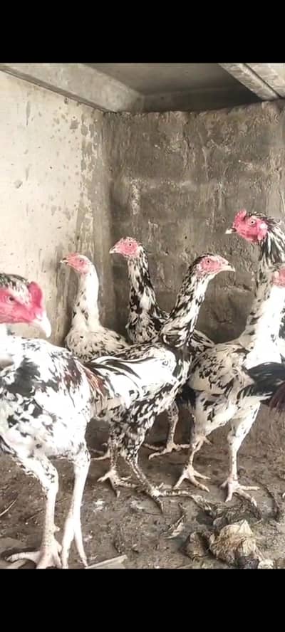 tigar calar pares foresale beautiful yang breedar foresale