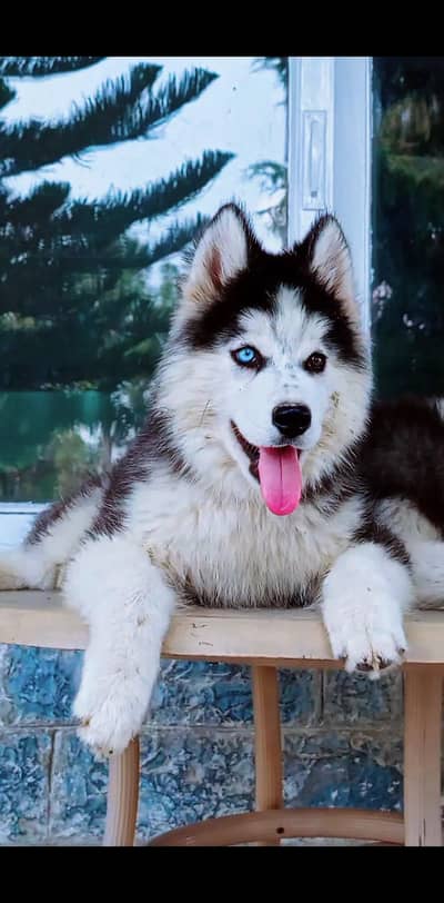 Sibarian husky puppy WhatsApp 03485816804
