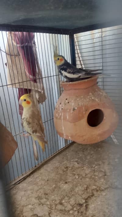 cocktail for sale contact no 03132299195