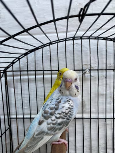 Budgies Pair