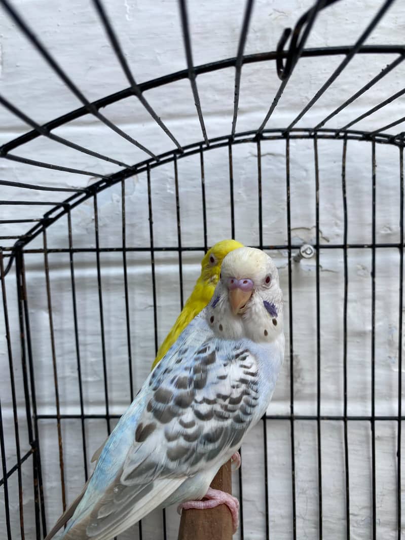 Budgies Pair 0