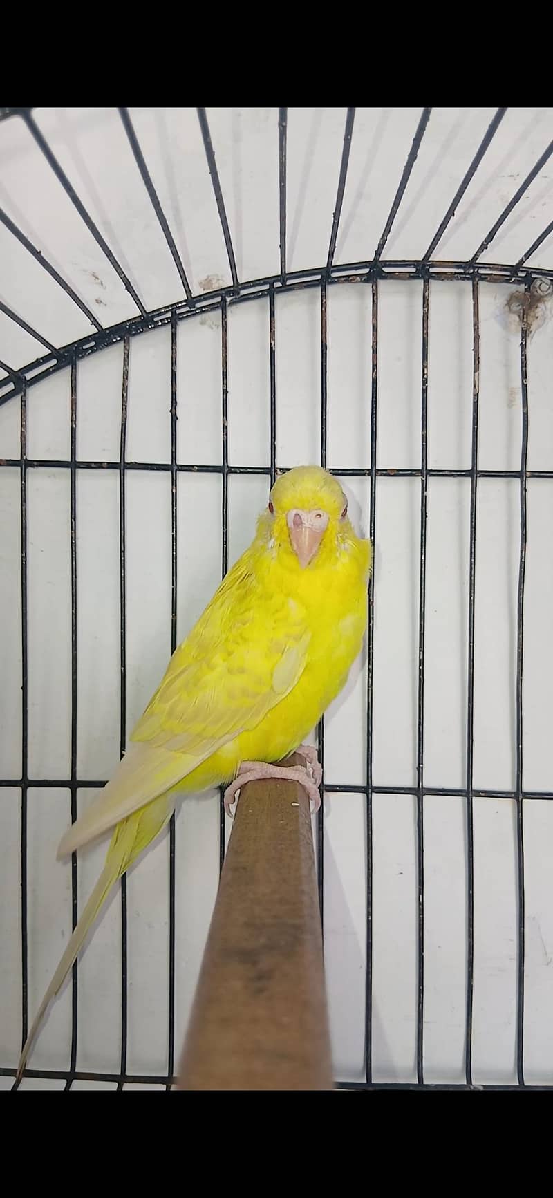 Budgies Pair 1