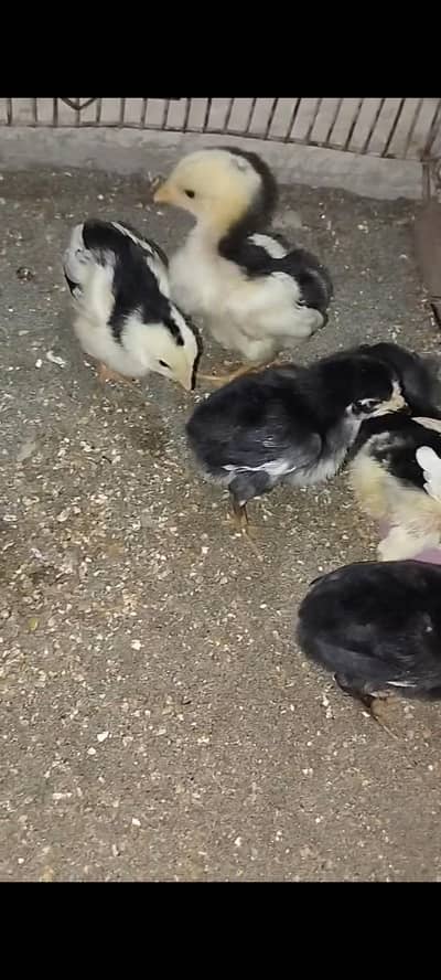 Black Shamo chicks
