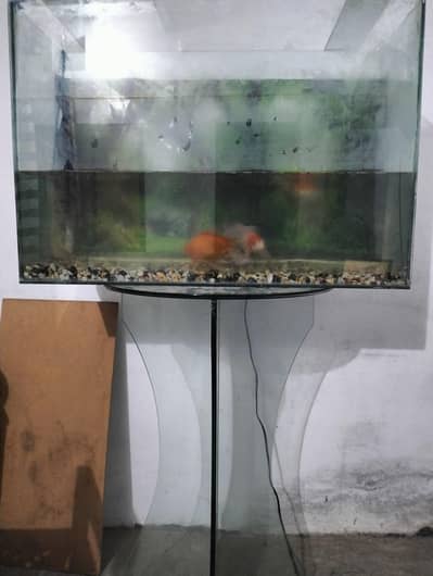 3 big size fish and aquarium