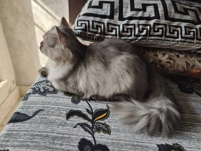 2 Persian kittens triple coated  looking for love and care