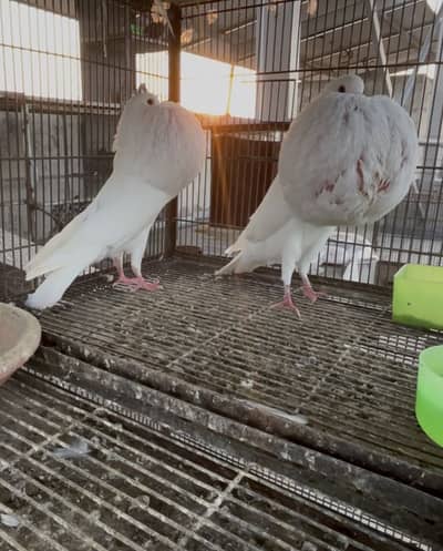 Breeder pair All For Sale