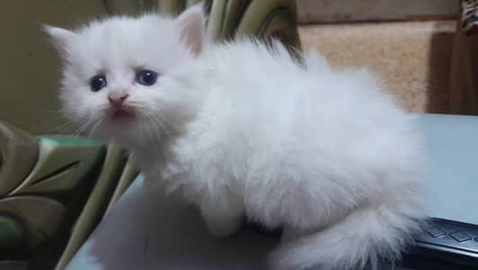 persion kittens for sale all pakistan cargo available