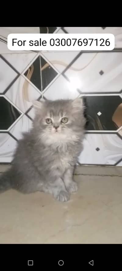 Ultra Premium Persian Kittens Available – 2 Slate Grey & 1 Snow White