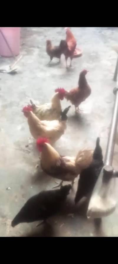 Desi Murghay Aur Murgiyan. (Eggs) b h Sale Ke Liye gr KY paly hoya
