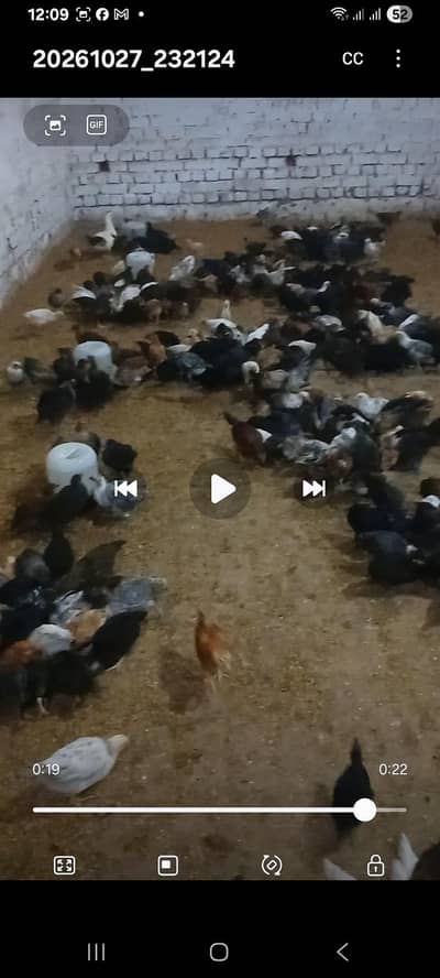 dasi choza  dasi khorak sy tiyar choza
