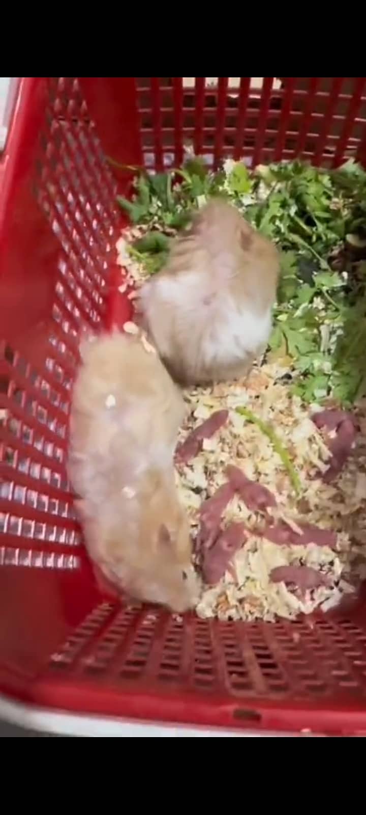 Syrian teddy bear Hamster 1