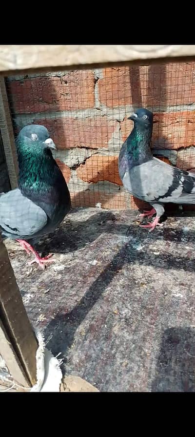 Neela breeder pair