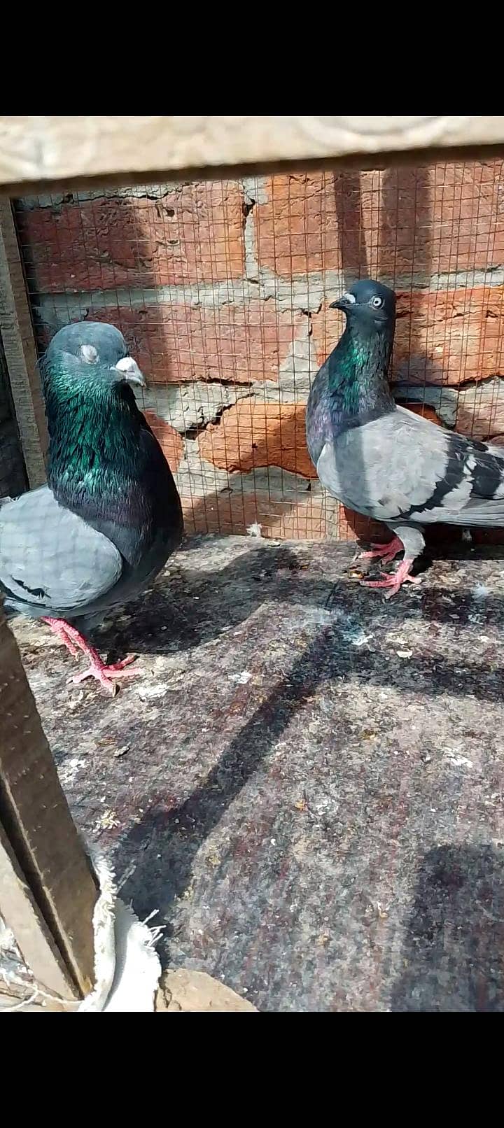 Neela breeder pair 0