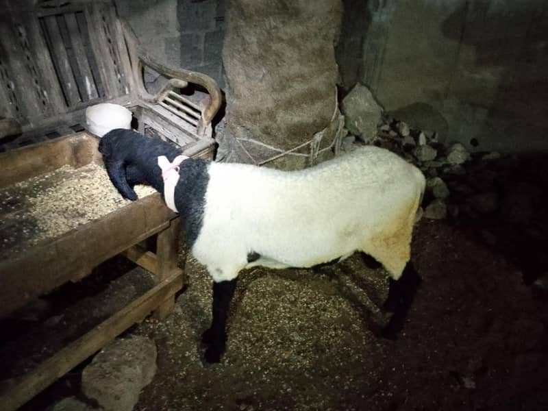 khara breed 2