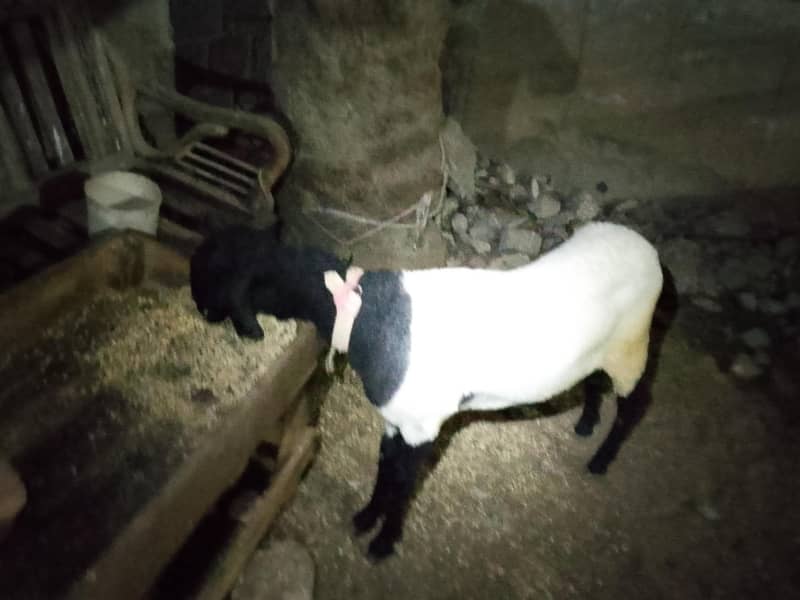 khara breed 3