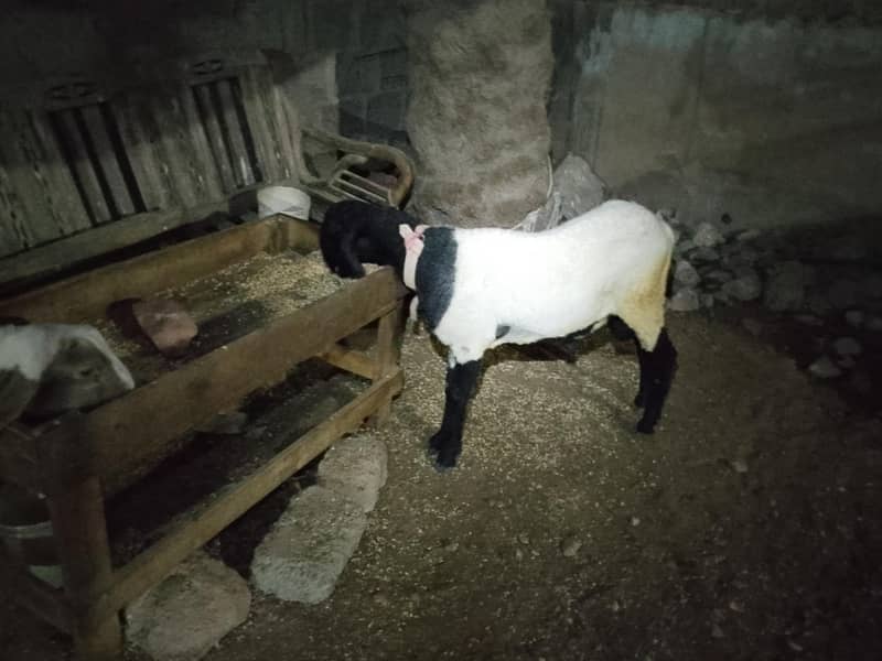 khara breed 4