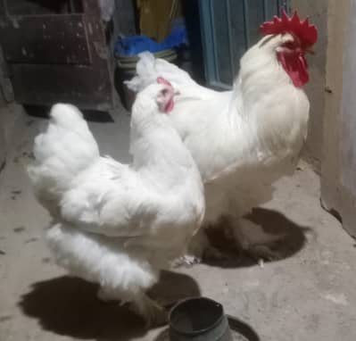 White Heavy Buff Breeder Pair For Sale