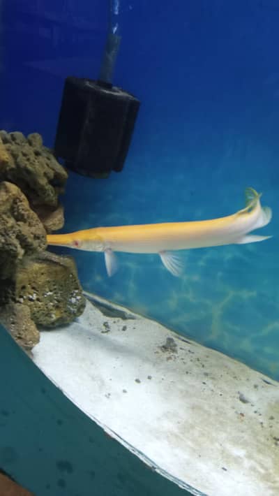 Eligater fish