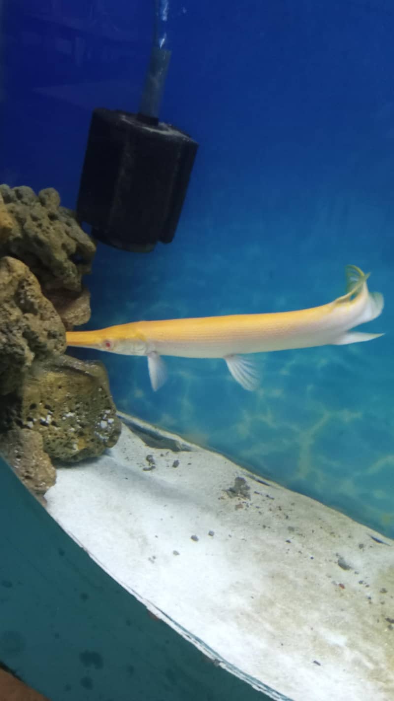 Eligater fish 0