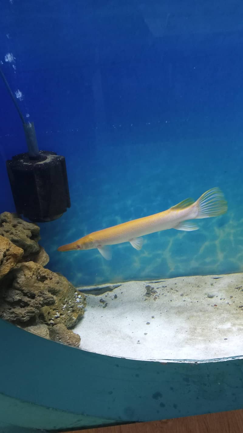 Eligater fish 1