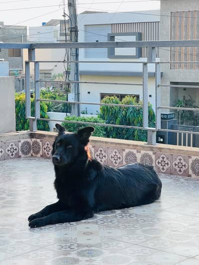 Belgian shepherd