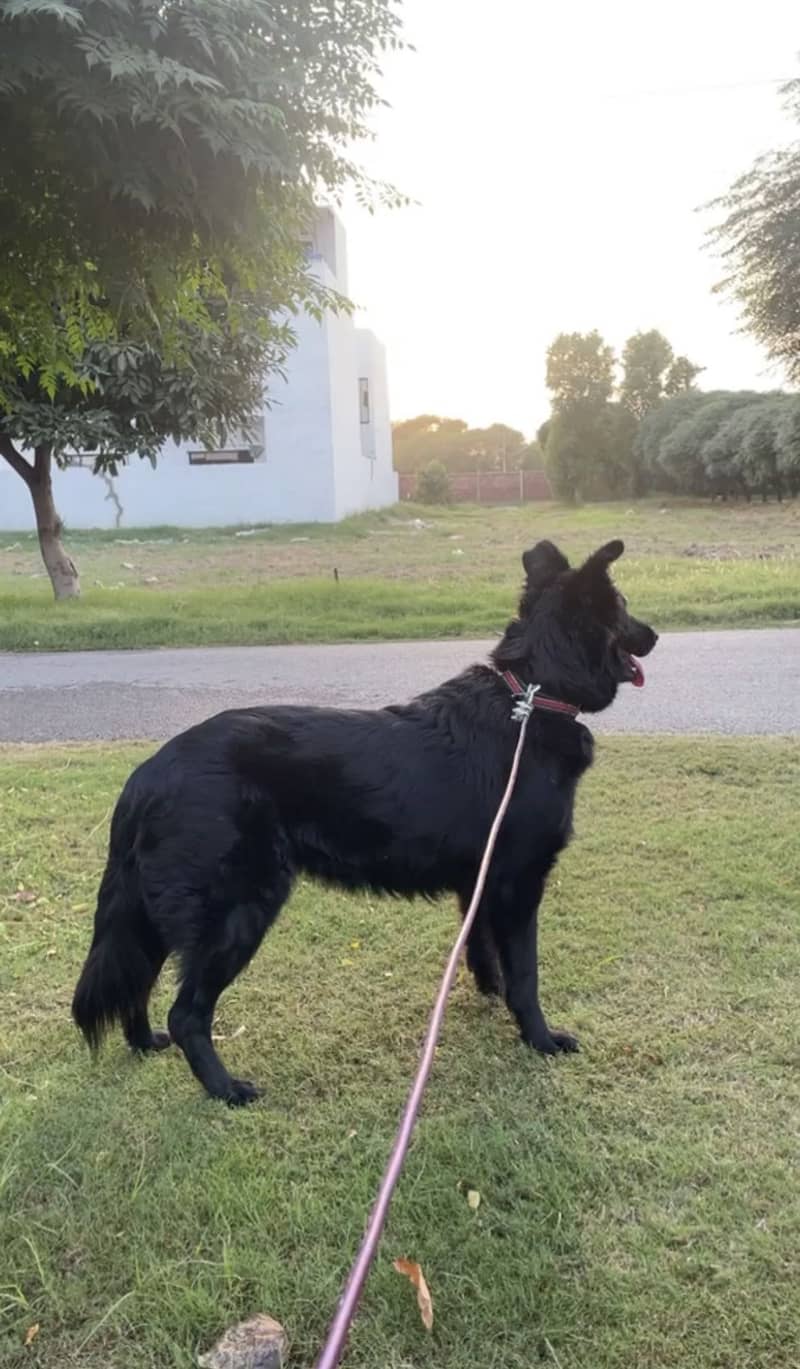 Belgian shepherd 1