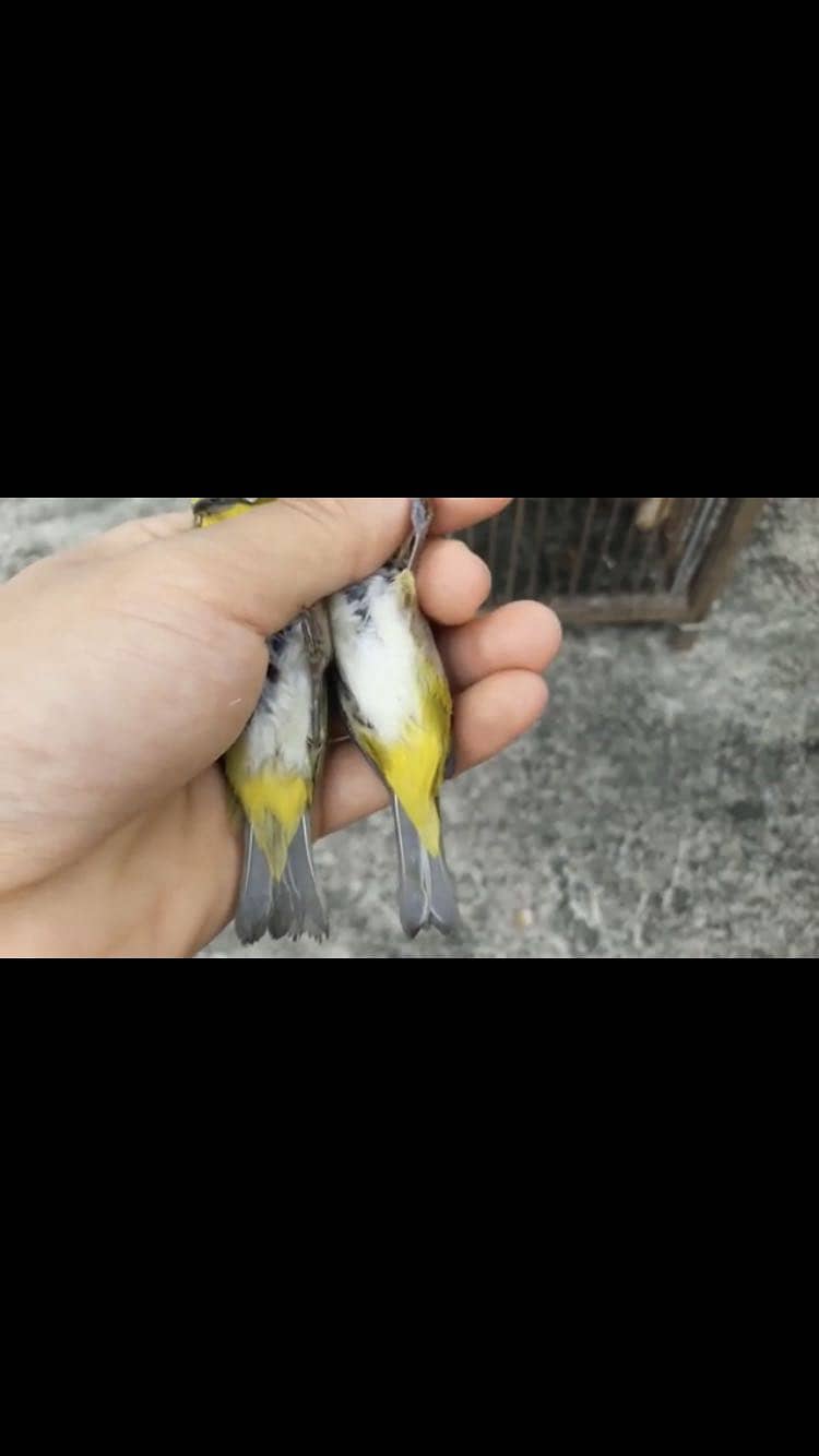 Full breader pair 1
