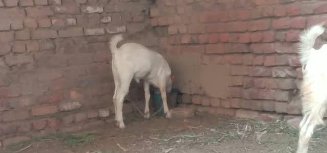 active & healthy bakra