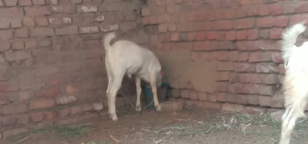 active & healthy bakra 0